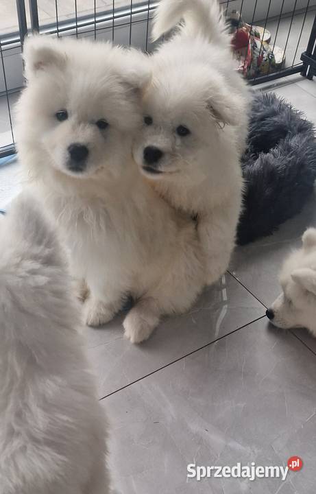 Szczeniaki rasy samoyed gotowe do odbioru Września