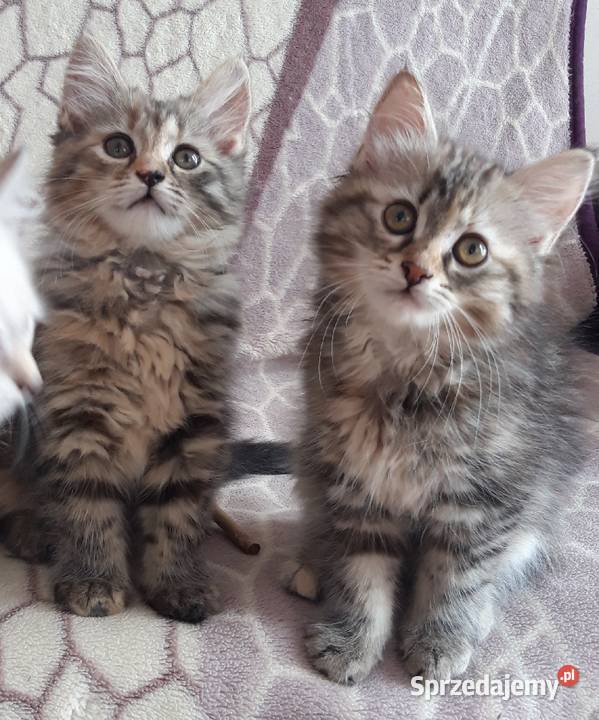 Koteczki Syberyjskie Miot L PZFWCF Sochaczew