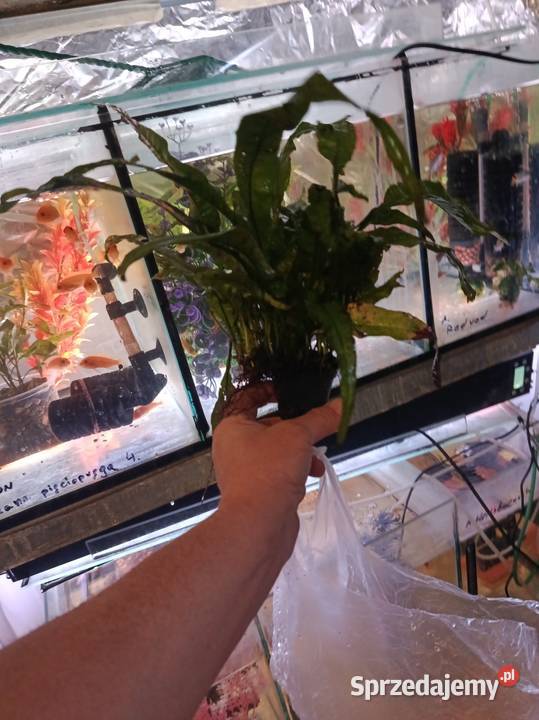 Legwan zielony samica gady płazy ryby rośliny Poznań