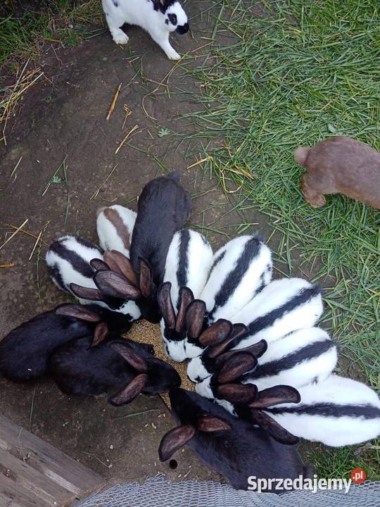 Olbrzym Srokacz Czarny Hawana