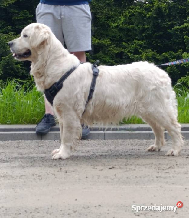Sunia Golden retriever ZKPL Limanowa