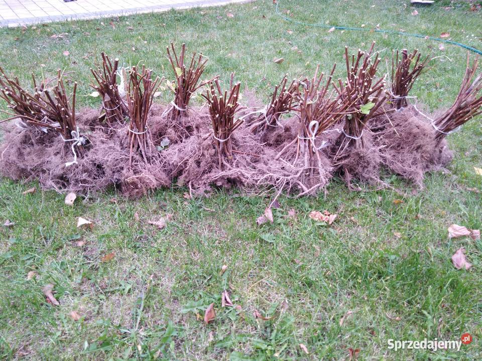 Sadzonki maliny Glen Ample i Polana Spławy Drugie