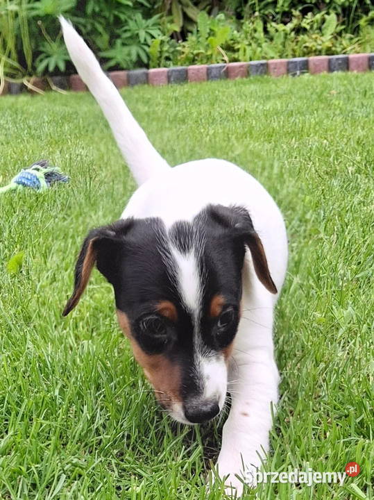 Jack Russell Terrier Łuków