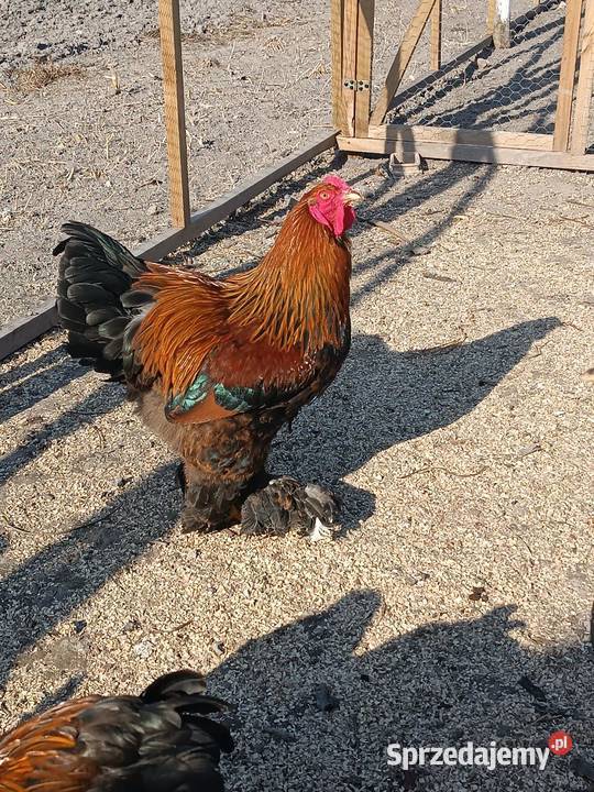 Koguty Brahma sprzedam zamienię