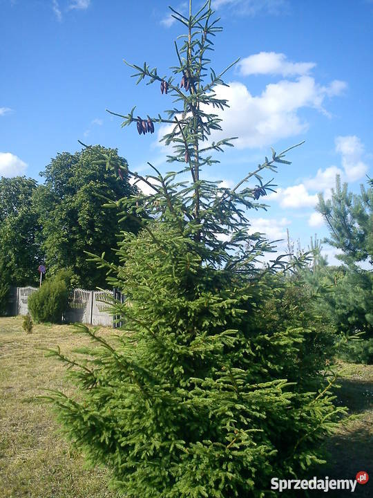 PIĘKNA DZIAŁKA W MARIANOWIE Marianowo