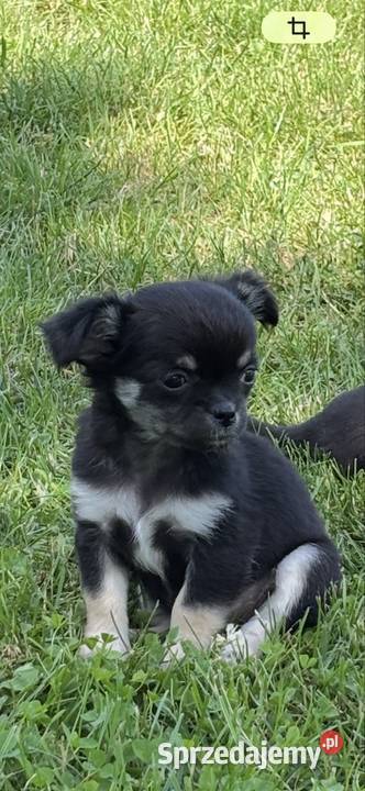 Chihuahua Zwierzęta Sosnowiec