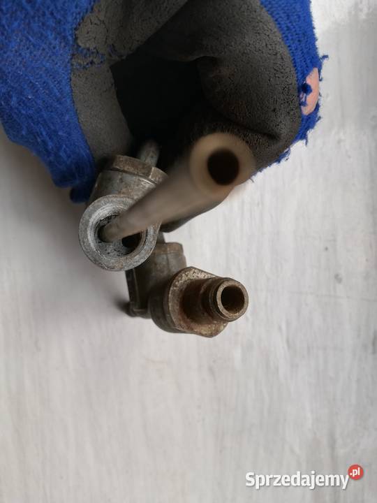 Java jawa kraniki Dąbie