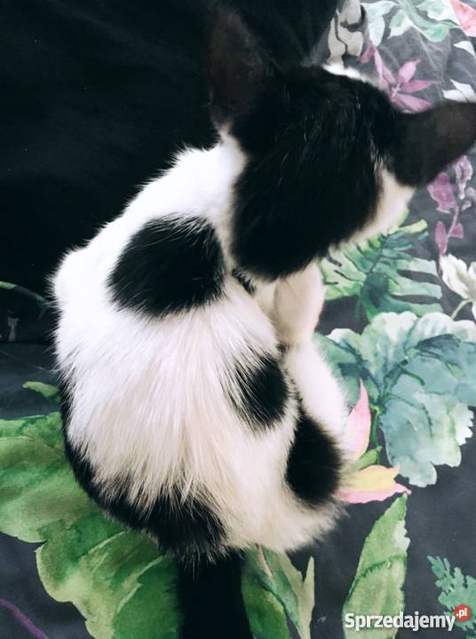 Kotek w kropki w ręce Płock sprzedam