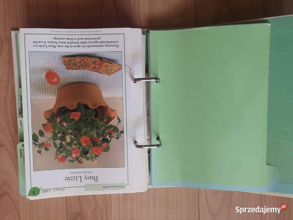 Kwiaty w domu dolnośląskie Wałbrzych sprzedam