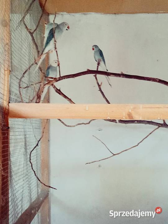 Aleksandretty Aleksandretta Podmokle Małe sprzedam