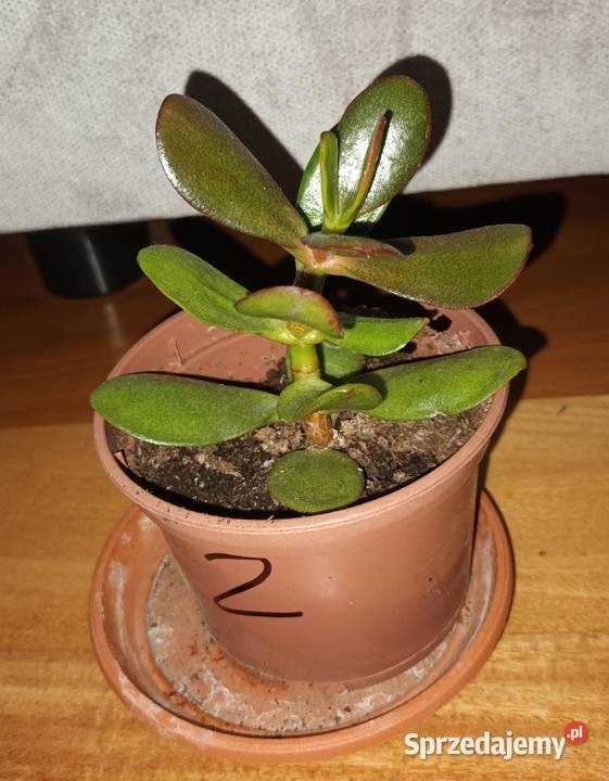 Grubosz crassula roślina rosnąca 2 Warszawa