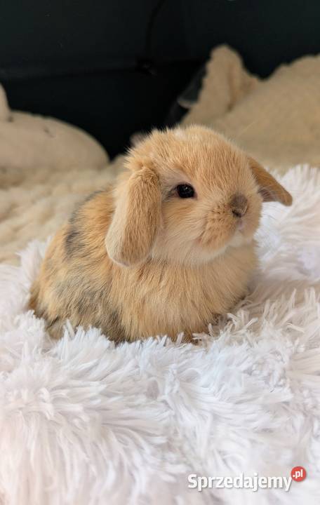 Mini lop krolik miniaturka mały karzełek baranek Biadoliny Radłowskie