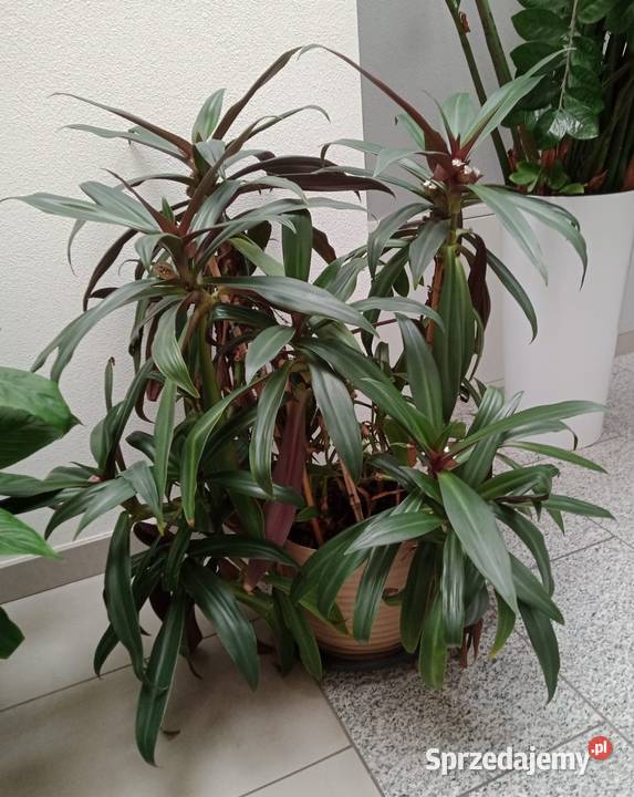 Piękna roślina doniczkowa Liściaste Wrocław