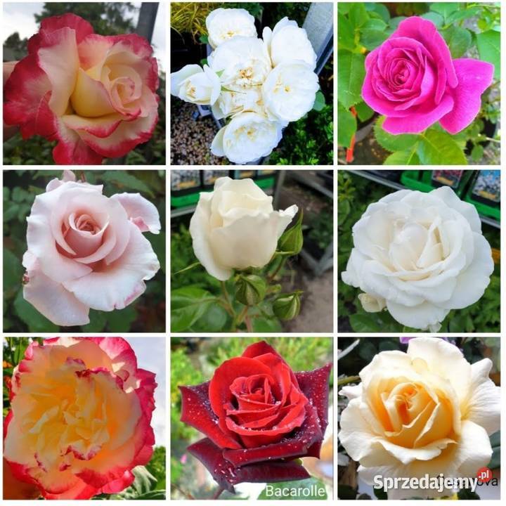 krzewy róż małopolskie Kraków