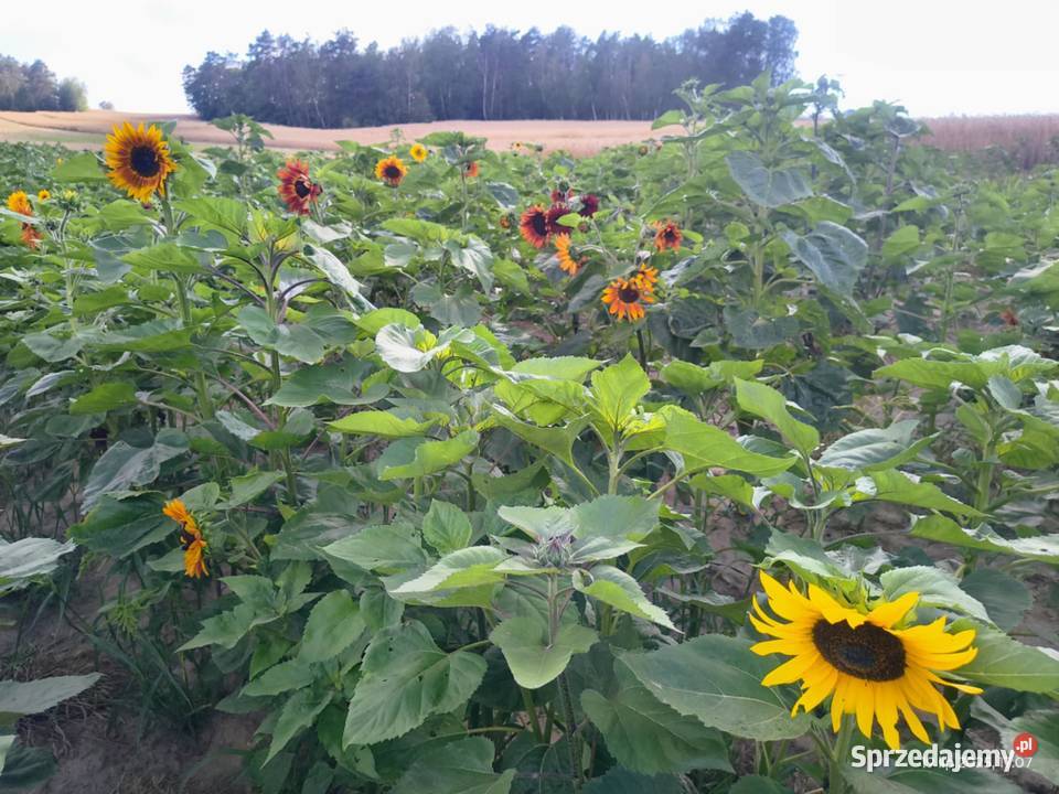 Piękne słoneczniki cięte 1 prosto z pola Rolnictwo