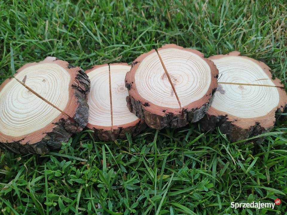 Pieńki plastry suche sosna różne średnice i Kulno