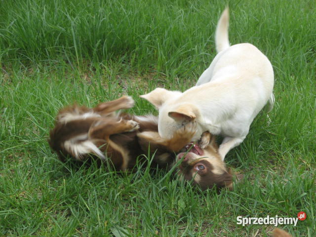 CHIHUAHUA mini najmniejsze cziłała Zwierzęta Gdańsk