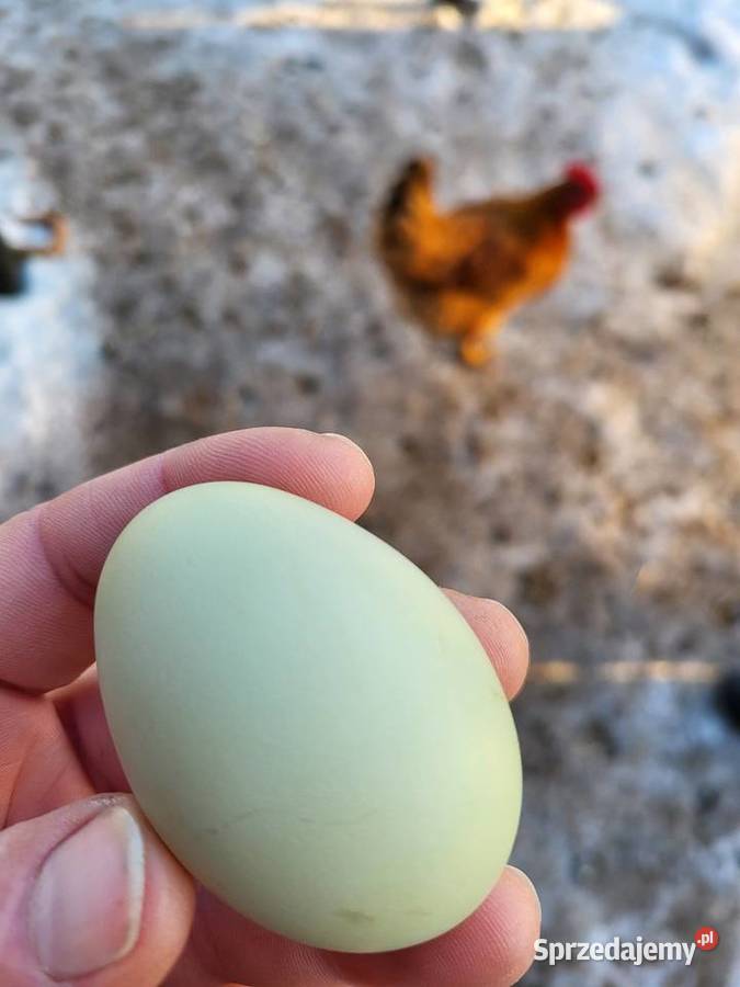 Koguty marans liliputy sraukan Zrąbiec