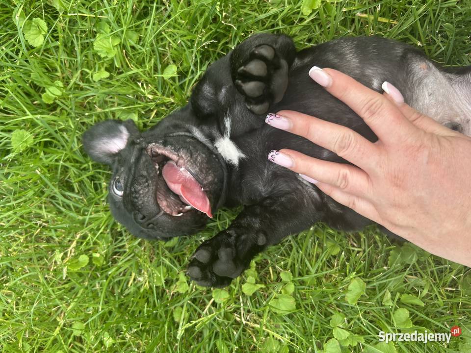 Piękne Buldogi Francuskie Zawiercie