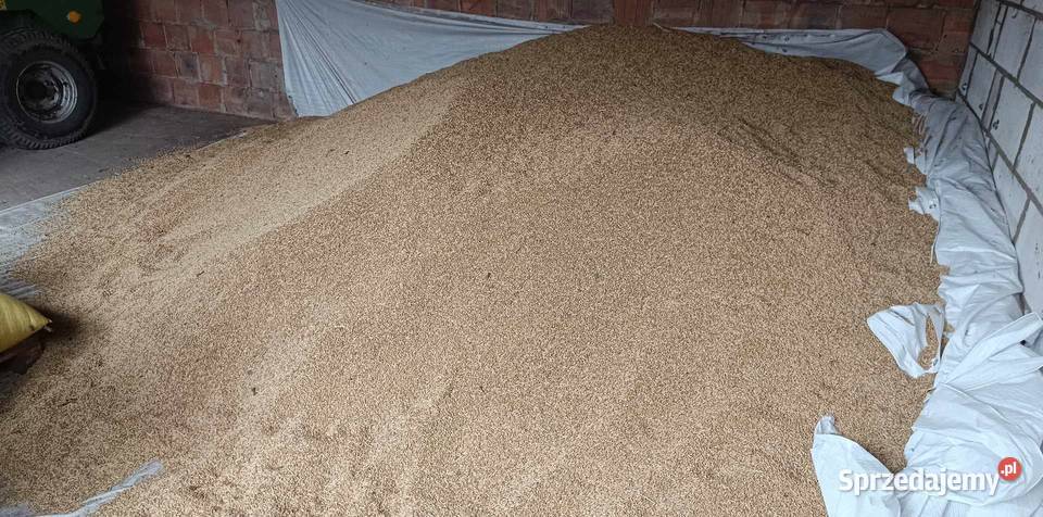 Jęczmień jary Farmer Antopol sprzedam