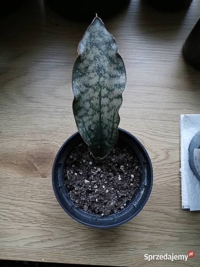 Sansevieria sanseweria kirkii varpulchra Częstochowa sprzedam