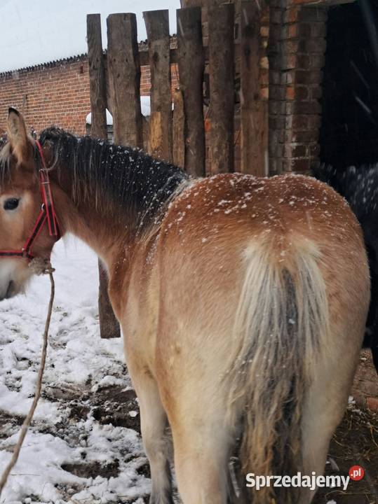 Ogierki zimnokrwiste Janów sprzedam