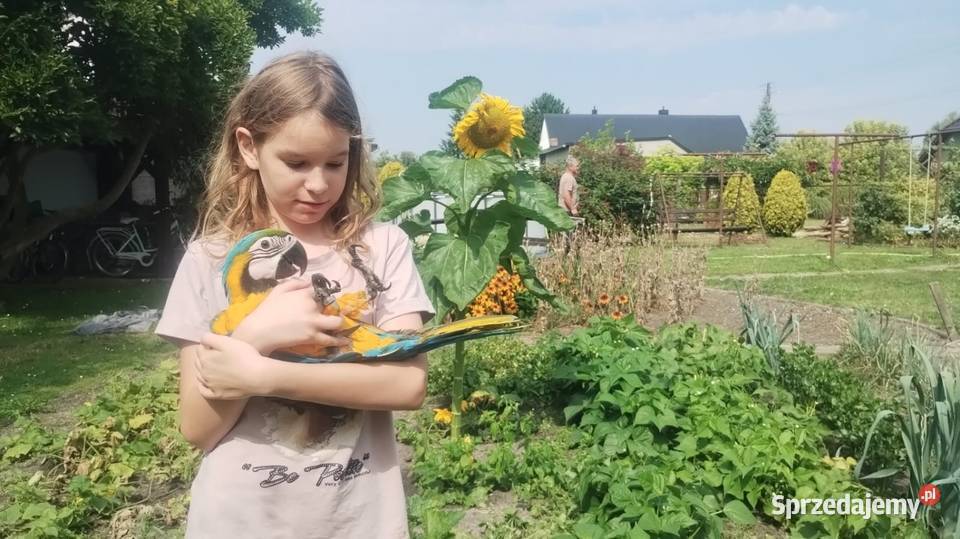 Sprzedam Are Araune Kielcza sprzedam