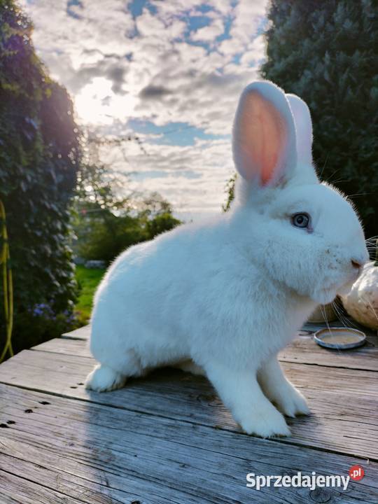 Wiedeński biały samiec Wb Poddębice