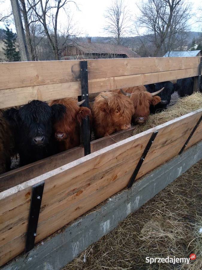 Krowy szkockie hicklander Bydło Sękowa