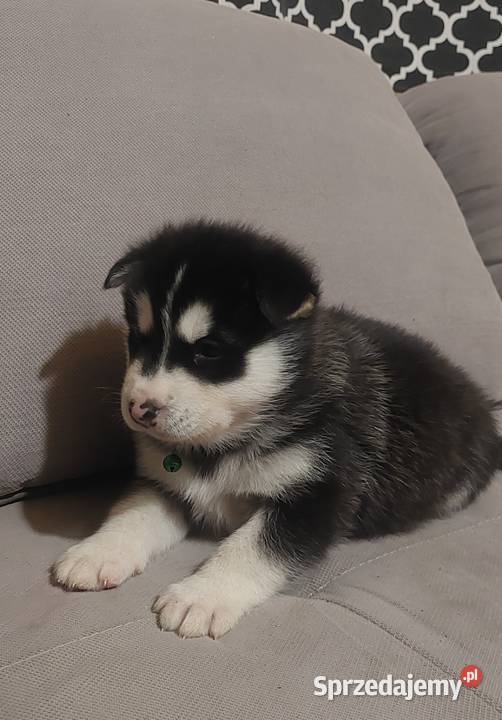 Alaskan Malamute piesszczeniak Pozostałe Przemyśl