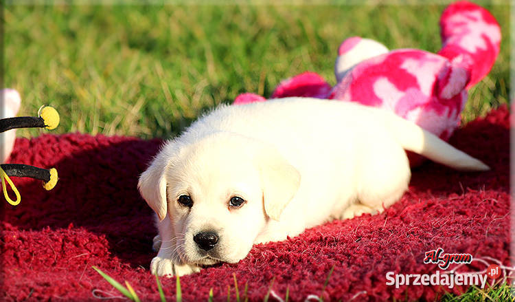 Żółtebiszkoptowe szczenięta rasy Labrador Chynów sprzedam