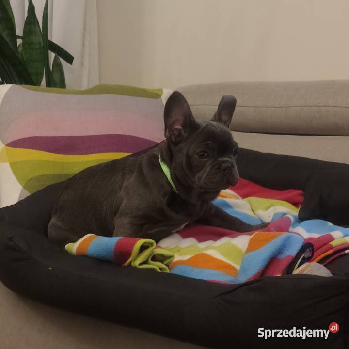 Buldog francuski BLUE niebieski pies piesek