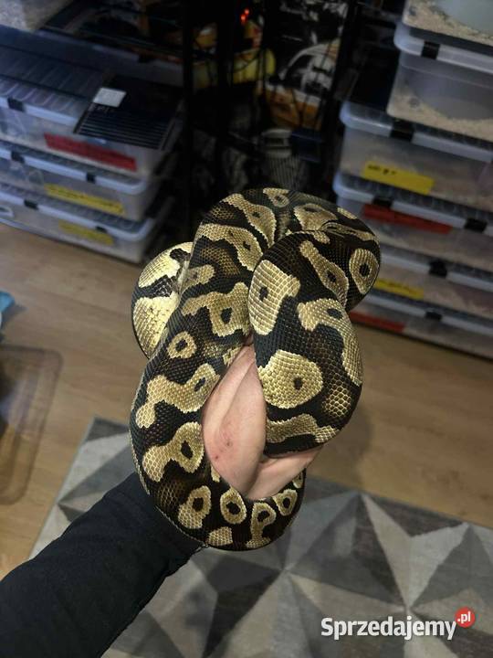 Sprzedam 10 Pytona królewskiego Myszków