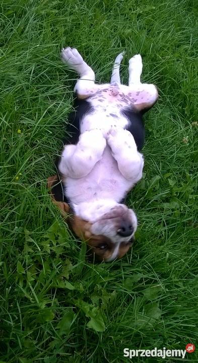 Piękne szczenięta Beagle tricolor rodowód opolskie