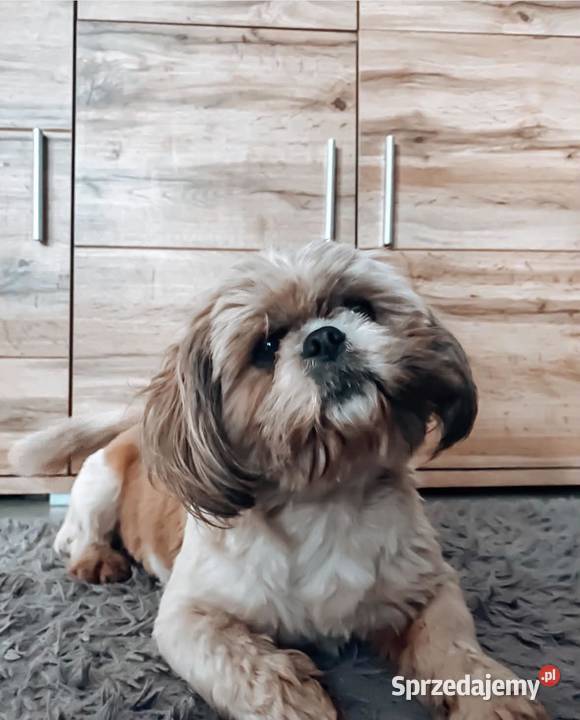 Shih tzu sprzedam Morąg
