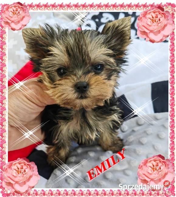 YorkYorkshire TerrierElitarne MINI Cudeńko Warszawa