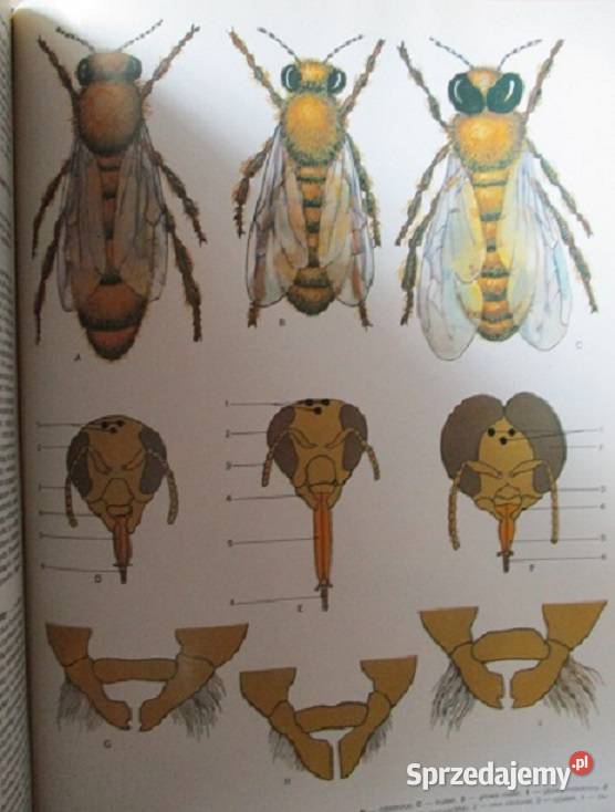 Ptaki przyroda flora fauna natura Łódź