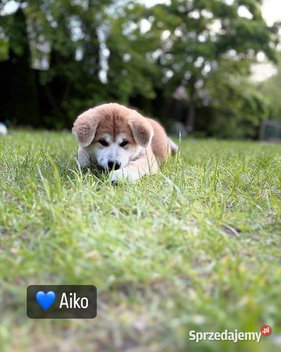 Aiko cudowny szczeniak czerwona suczka Akita Inu mazowieckie Kuleszówka