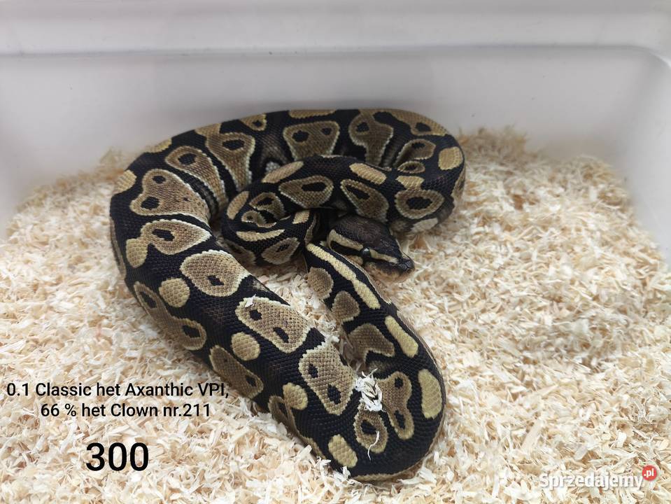 Pyton królewski samica 211 Gady i płazy Boruja Kościelna