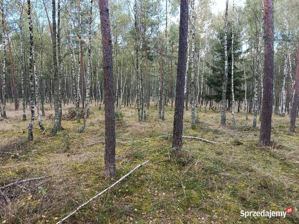 Sprzedam las Bartoszylas gm Stara Kiszewa 15981m2 warmińsko-mazurskie Elbląg