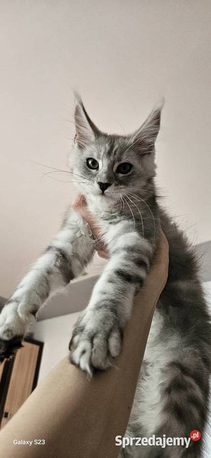 CatsMyLove kociaki Ruda Śląska