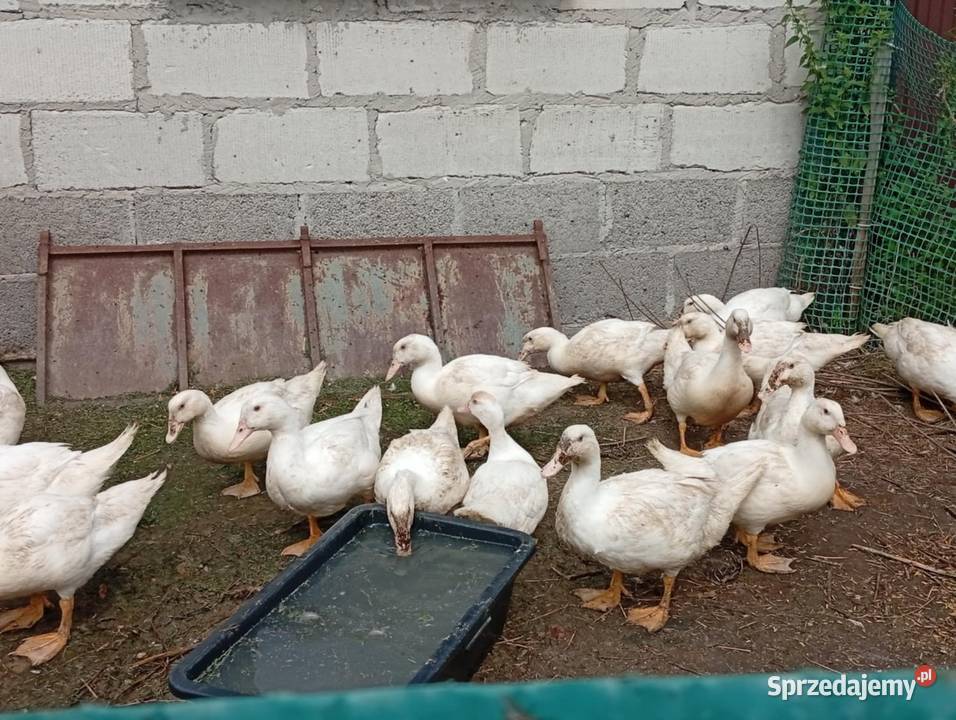 Sprzedam Kaczki tuszka Kaczka Ekologiczna Wisznice