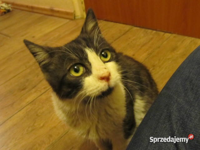 ŁOWCA MYSZ ZADBA O TWÓJ DOM Rybnik