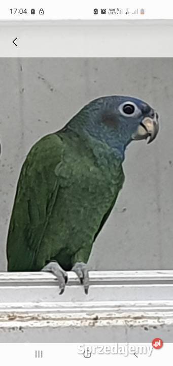 Piona Niebieskogłowa Piona łuskowa małopolskie Wieliczka