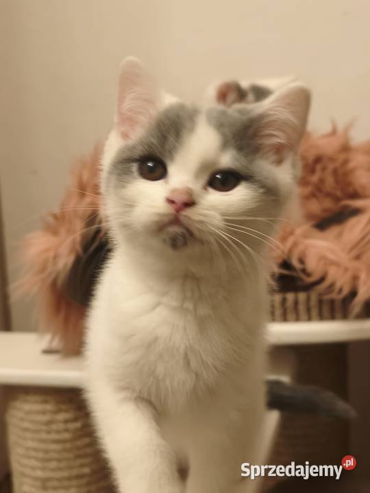 Brytyjski krótkowłosy Tarnów