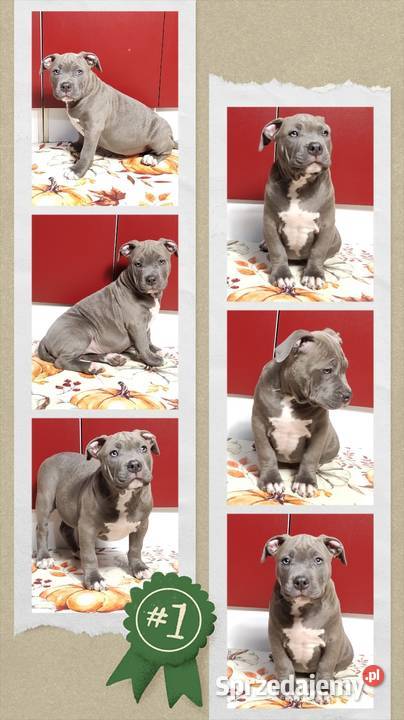 American staffordshire terrier opolskie