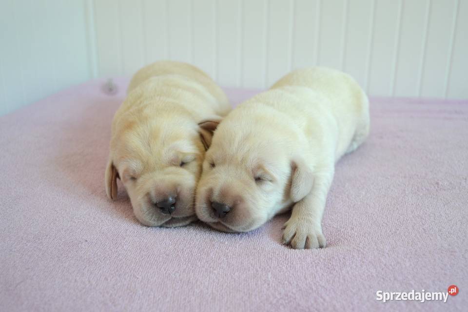 Szczeniaki Labrador Retriever czarne i Żelechlinek sprzedam