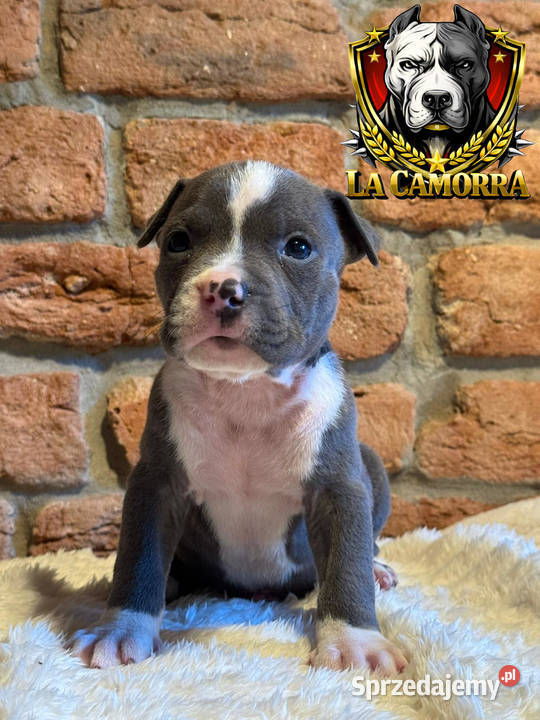 American Staffordshire Terrier Blue Samiec Paczków