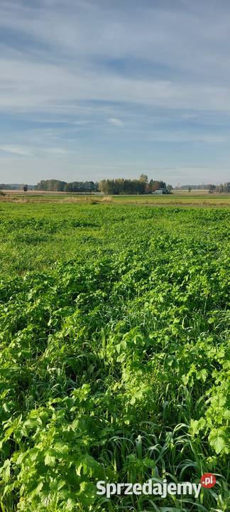 Działki budowlane 1200m2 Krukowo pow kolski 1195m2 Sprzedaż