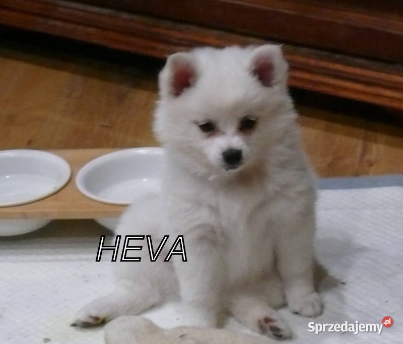 SZPIC NIEMIECKI ŚREDNI Żerniki Małe